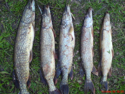 DSC01307.JPG