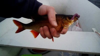 IMG_20160829_145244-800x450.jpg
